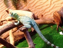 delightful Lizard Reptile