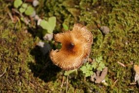 delightful red Mushroom