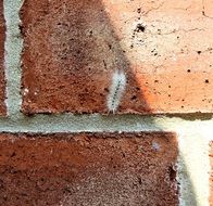 unique Hickory Tussock Caterpillar