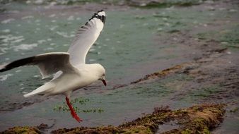 a seagull sits on a beach near the water