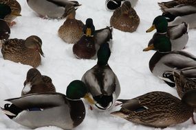 ducks are lying on the snow