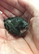 gray baby sparrow