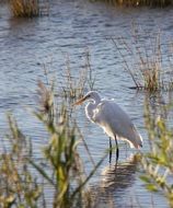 heron stands in water