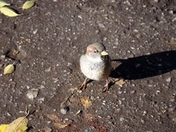 Sparrow on the ground