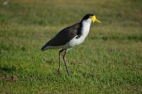 masked lapwing, Pluver walking on grass
