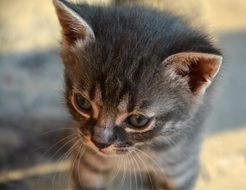 cute kitten with blue eyes on the street