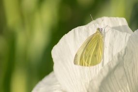 Butterfly Insect on the white Poppy