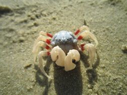 Crab Beach CloseUp