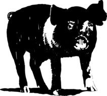 Black and White photo of pig