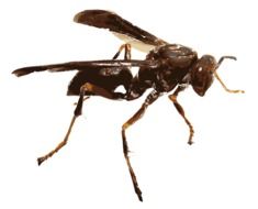 wasp on a white background close-up