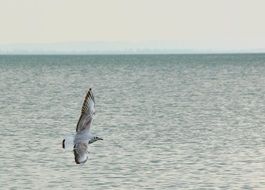 seagull flies over the sea in cloudy weather