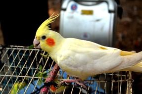 Birds Cockatoo