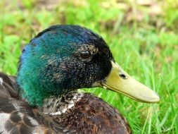 Nature green Duck