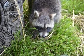 foraging raccoon