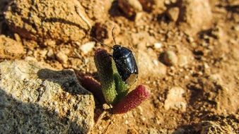 black beetle on the exotic plant