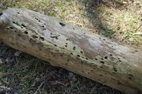 Feeding a holes in the wood