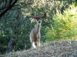 Colorful, beautiful and cute wild deer in the forest