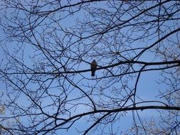 bird on a branch high on a tree, lublin