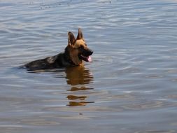 German Shepherd swims in a river