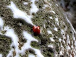 Red with black Dots Ladybug on stone