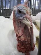 white turkey in a cage on a farm