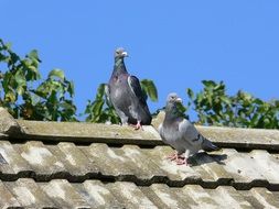 couple of post pigeons