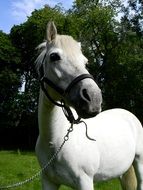 portrait of a white horse in the pasture