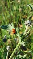Ladybug on plant at Summer meadow