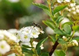 Panicle Bush