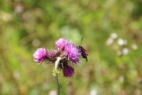 Insect Flower Meadow Macro