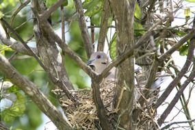 Pigeon's Nest