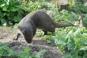 otter near green plants