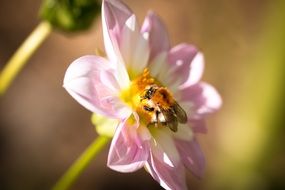 insect sitting on a dahlia hortensis