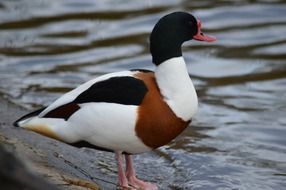 pleasant mandarin Duck