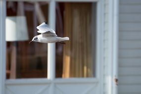 freely soaring seagull