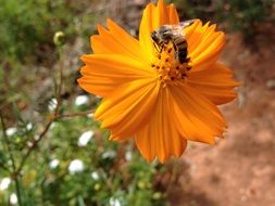 honey Bee on orange Flower