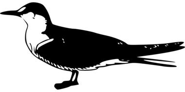 tern as a graphic image
