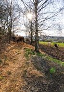 cows meadow, Sunny landscape