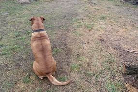 rear view of a large brown dog