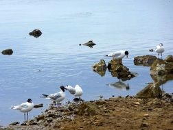 Adriatic Sea Rocky