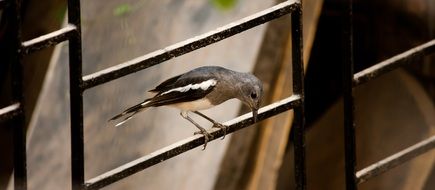 Small black and white Bird Perched Window grate