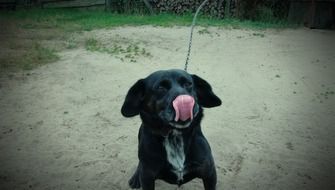 portrait of licking himself black dog