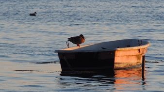 duck on a boat in the lake