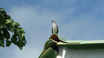 curious bird on the roof