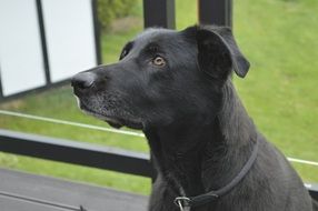 Beautiful black dog hybrid near the grass