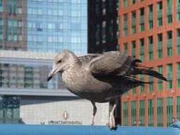 grey bird on top of a skyscraper