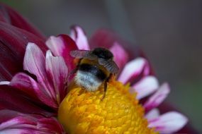 Closeup picture of bee on the dahlia hortensis flower