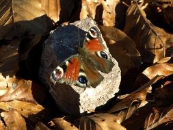 peacock butterfly on the stone