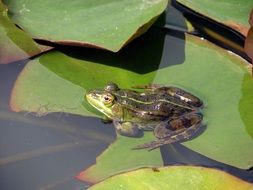 handsome green Frog