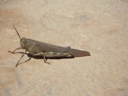 brown grasshopper on the ground